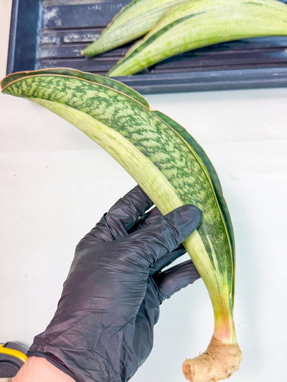 Sansevieria Masoniana Bruda (rr) (9) | Masoniana Var x Eliptica Var