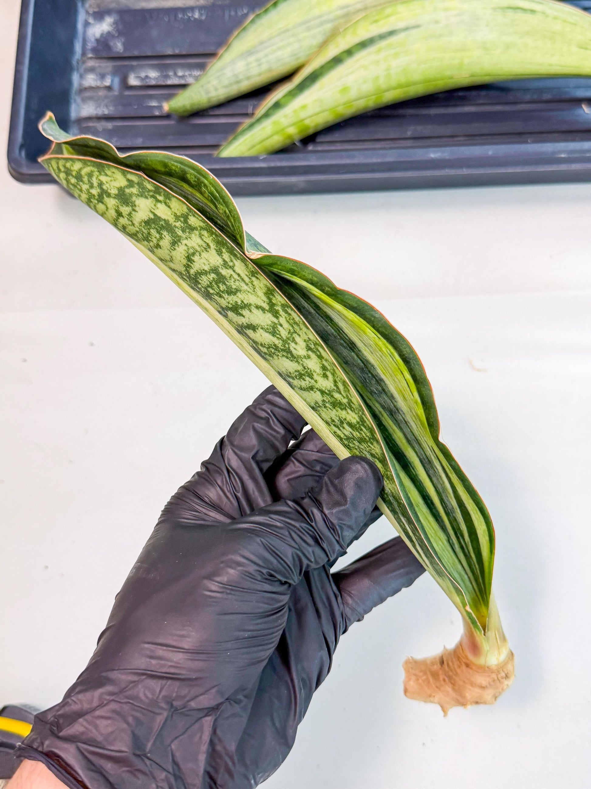 Sansevieria Masoniana Bruda (rr) (9) | Masoniana Var x Eliptica Var