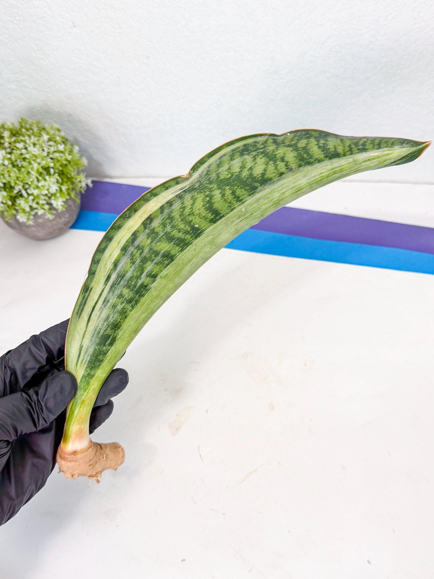Sansevieria Masoniana Bruda (rr) (9) | Masoniana Var x Eliptica Var