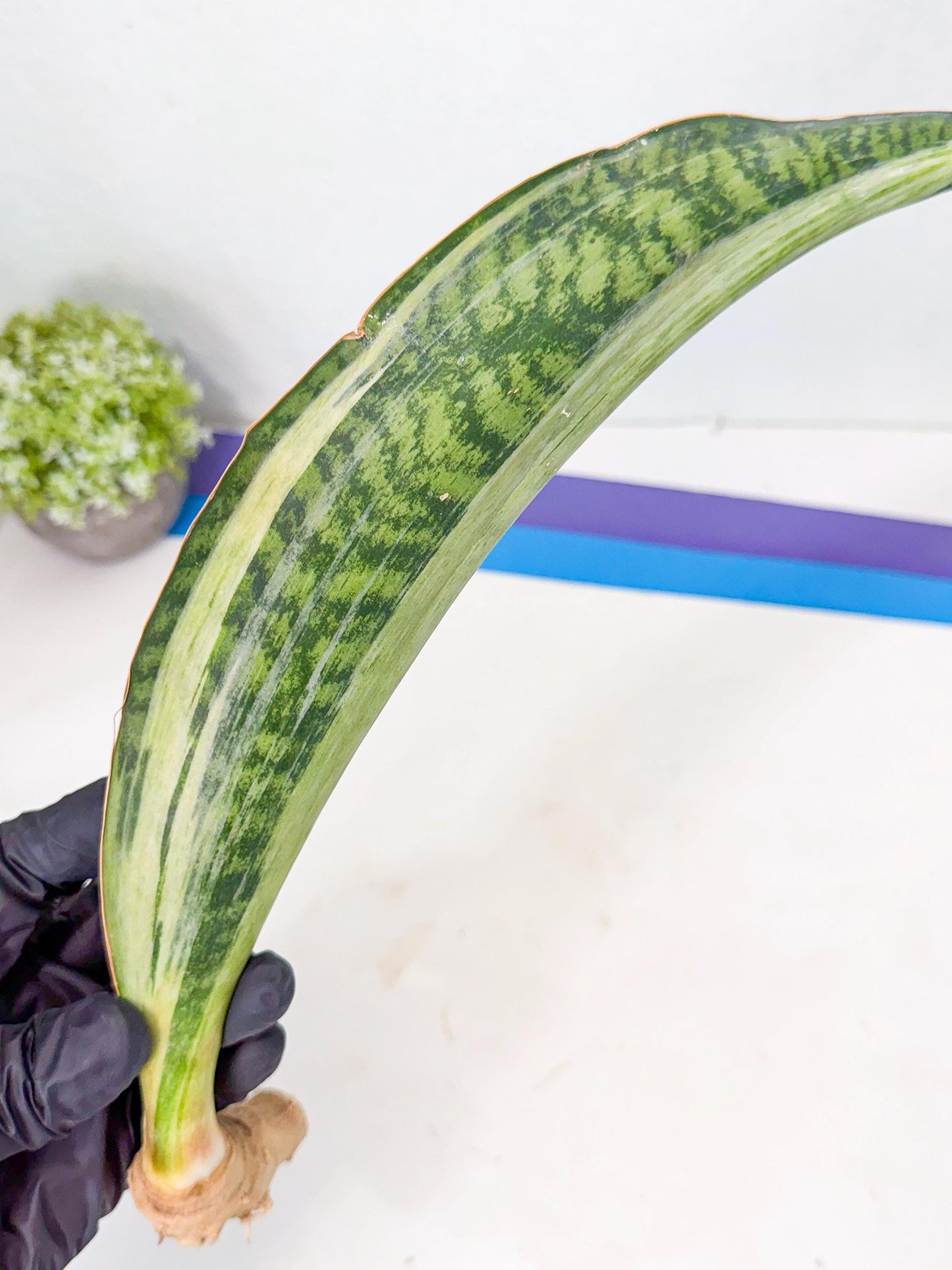 Sansevieria Masoniana Bruda (rr) (9) | Masoniana Var x Eliptica Var