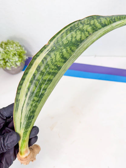 Sansevieria Masoniana Bruda (rr) (9) | Masoniana Var x Eliptica Var