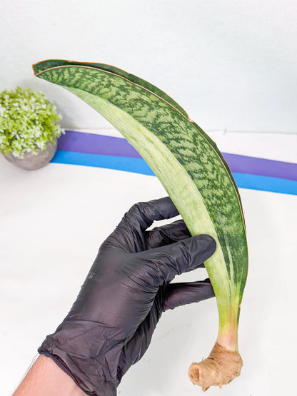 Sansevieria Masoniana Bruda (rr) (9) | Masoniana Var x Eliptica Var