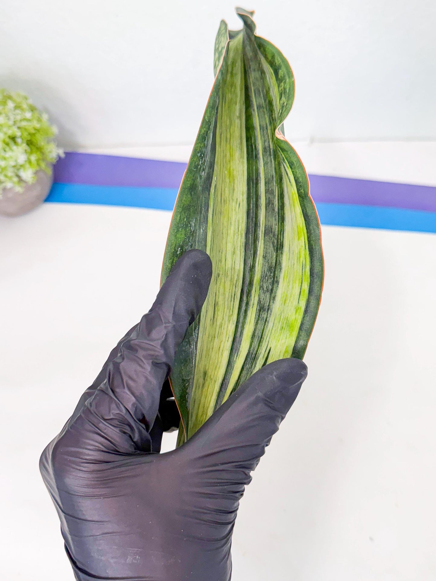 Sansevieria Masoniana Bruda (rr) (9) | Masoniana Var x Eliptica Var