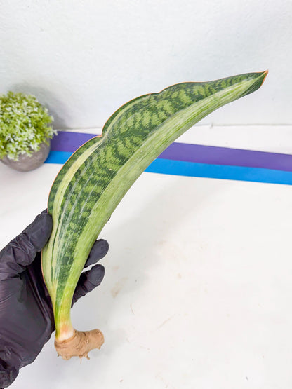 Sansevieria Masoniana Bruda (rr) (9) | Masoniana Var x Eliptica Var