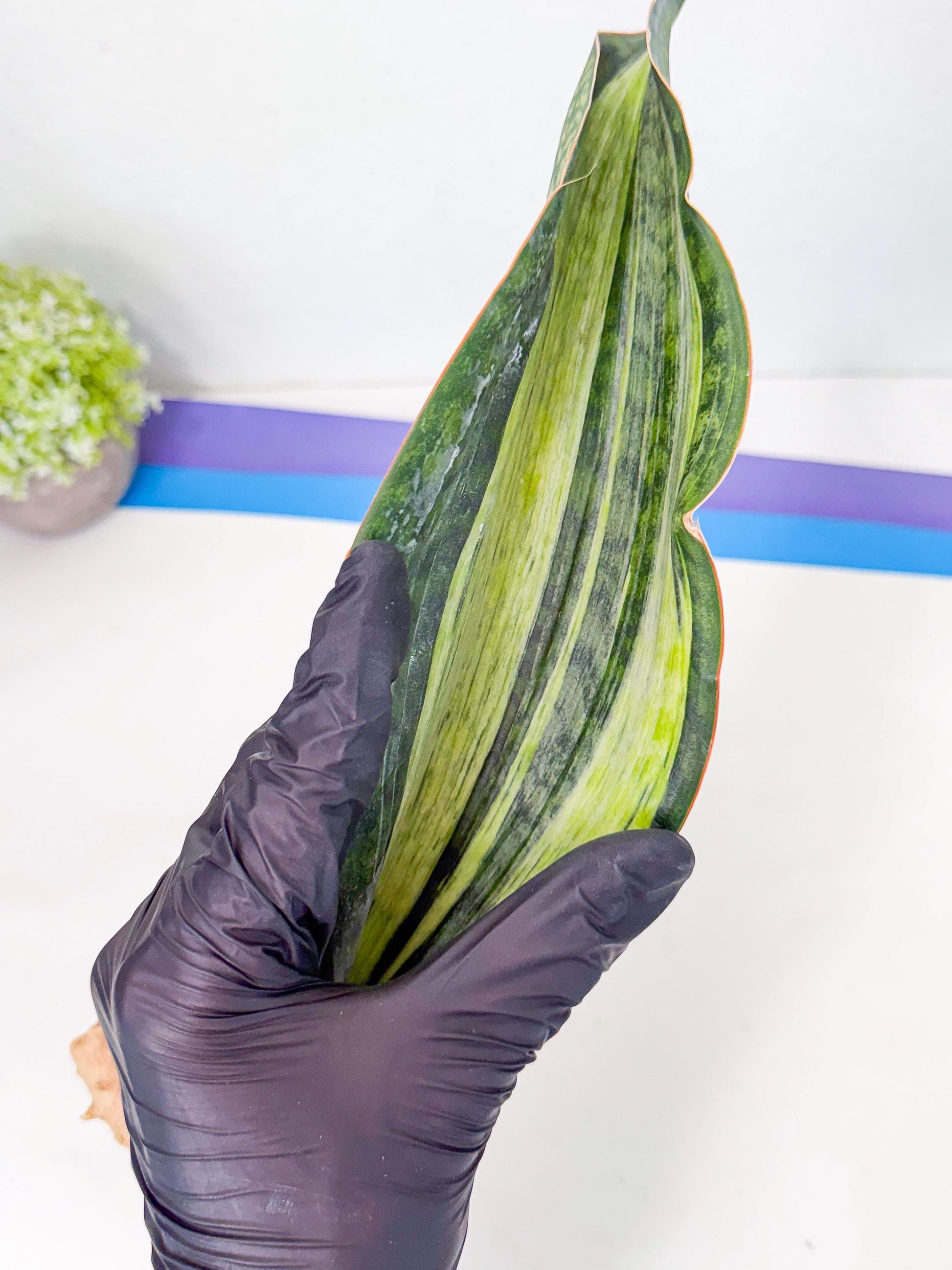 Sansevieria Masoniana Bruda (rr) (9) | Masoniana Var x Eliptica Var