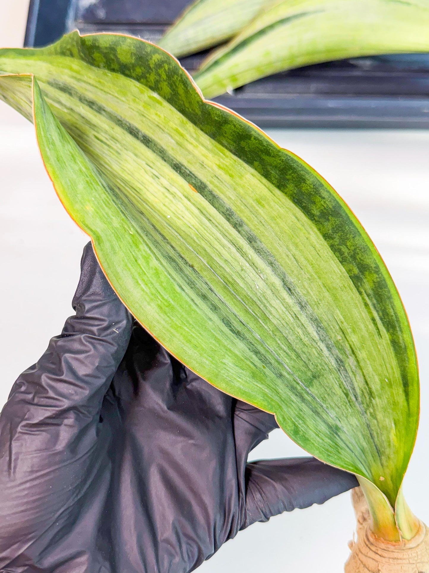 Sansevieria Masoniana Bruda (rr) (10) | Masoniana Var x Eliptica Var