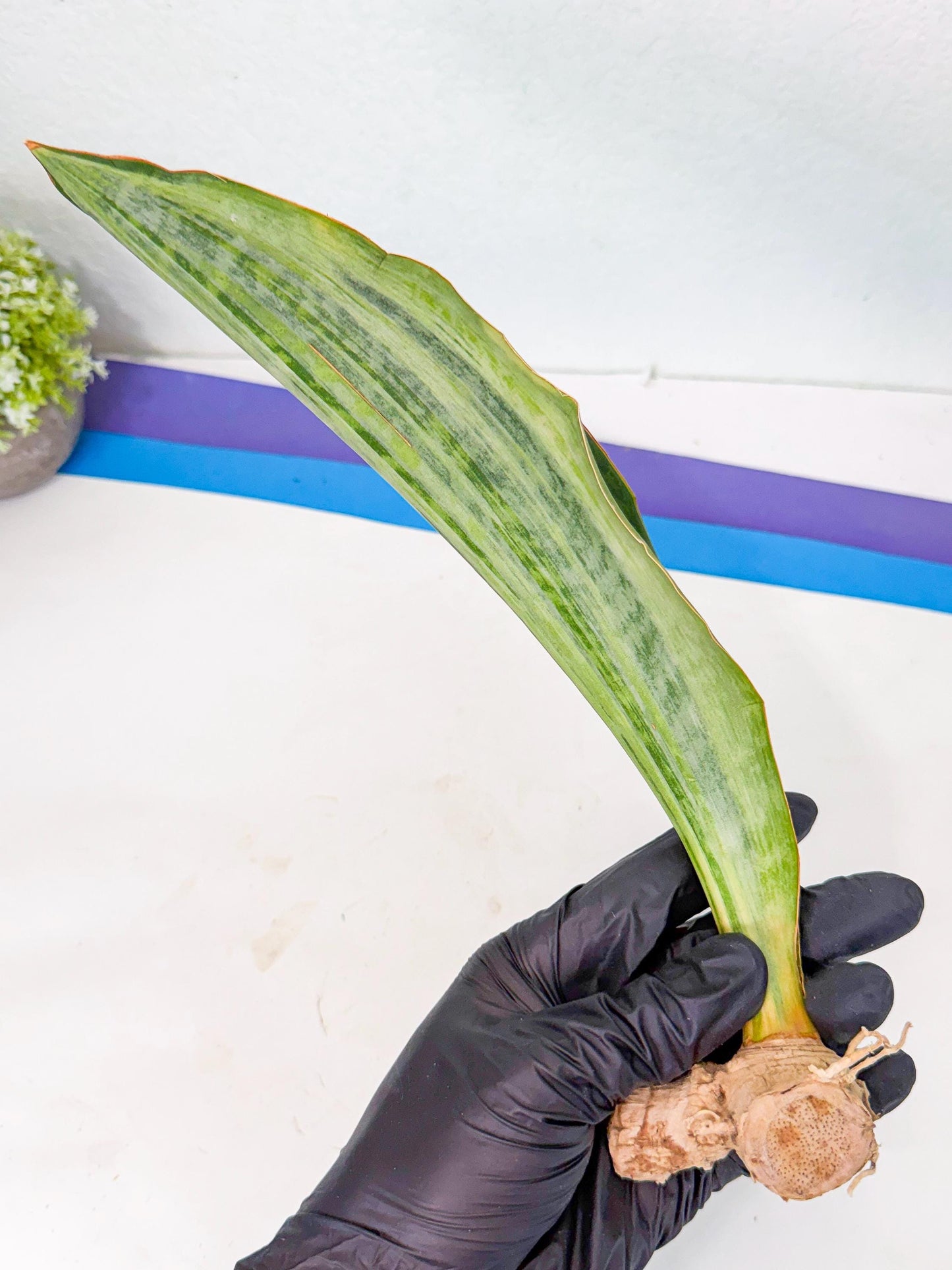 Sansevieria Masoniana Bruda (rr) (10) | Masoniana Var x Eliptica Var