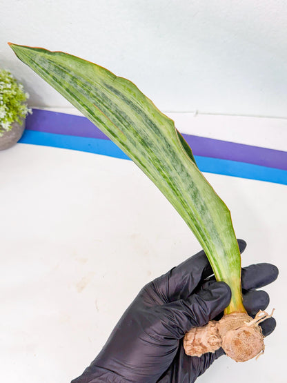 Sansevieria Masoniana Bruda (rr) (10) | Masoniana Var x Eliptica Var
