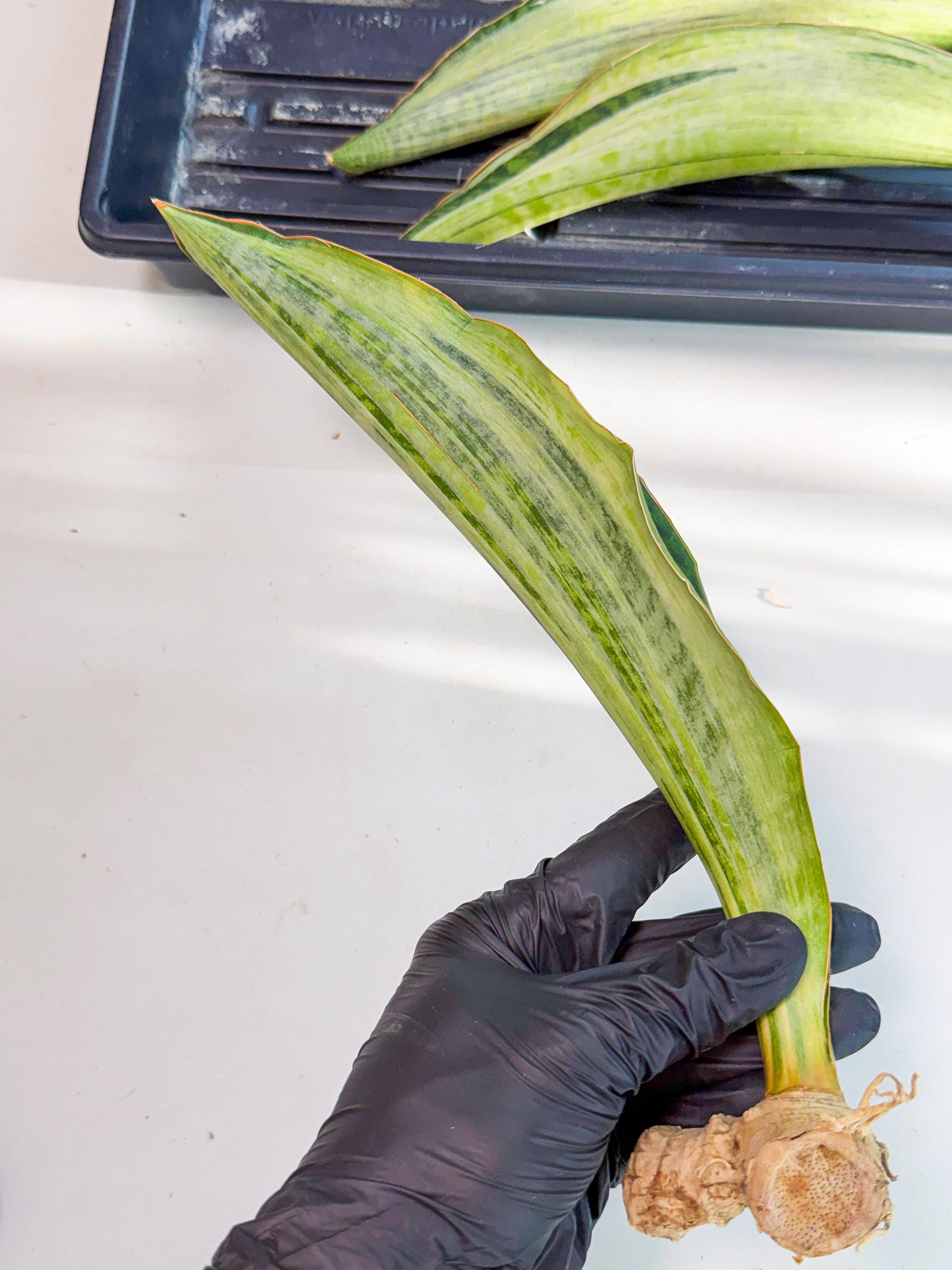 Sansevieria Masoniana Bruda (rr) (10) | Masoniana Var x Eliptica Var