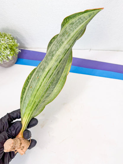 Sansevieria Masoniana Bruda (rr) (10) | Masoniana Var x Eliptica Var
