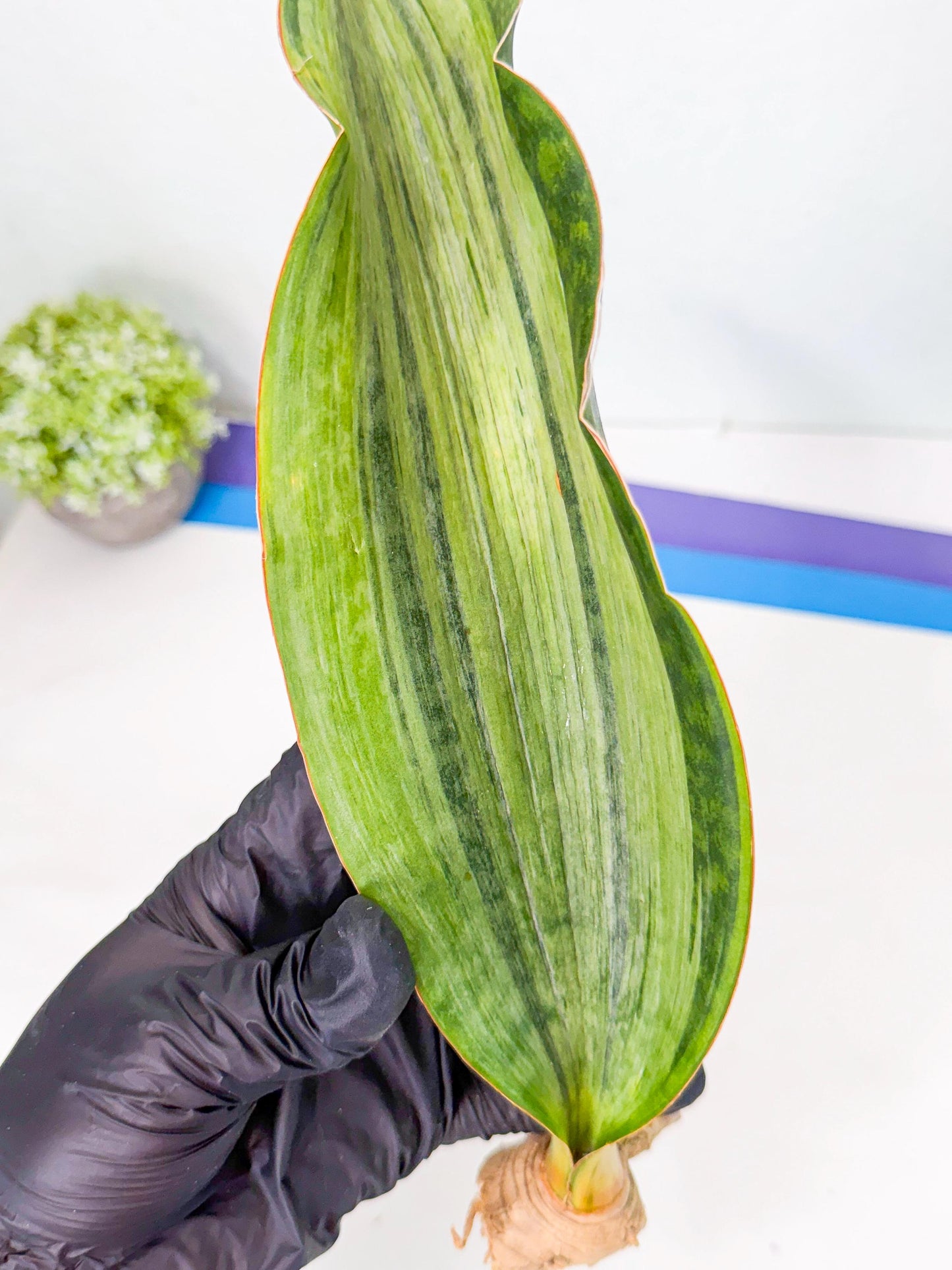 Sansevieria Masoniana Bruda (rr) (10) | Masoniana Var x Eliptica Var