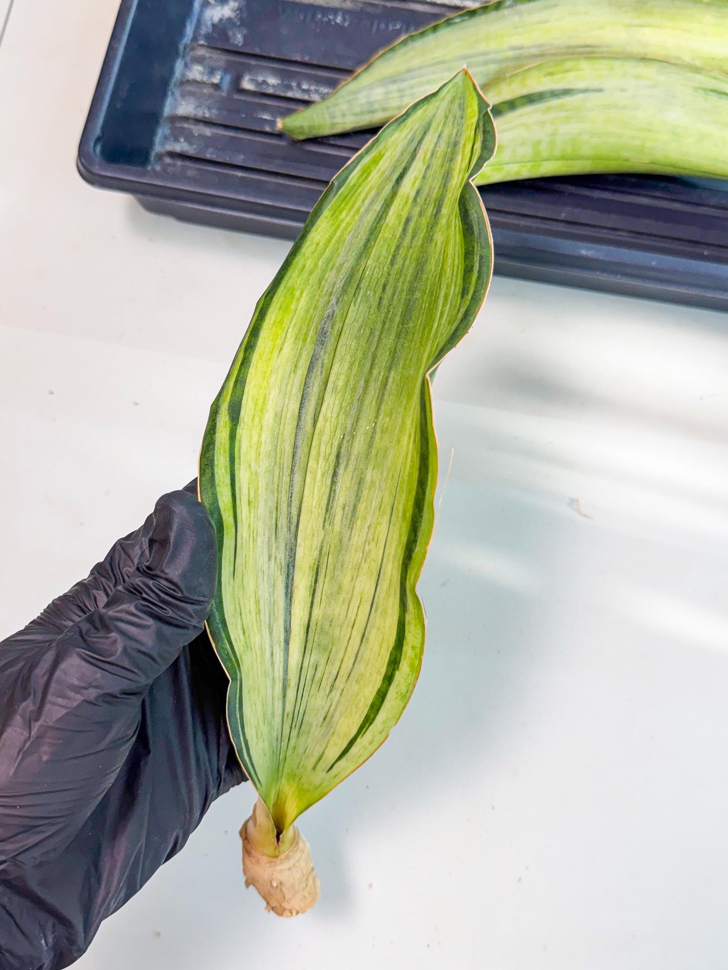 Sansevieria Masoniana Bruda (rr) (11) | Masoniana Var x Eliptica Var