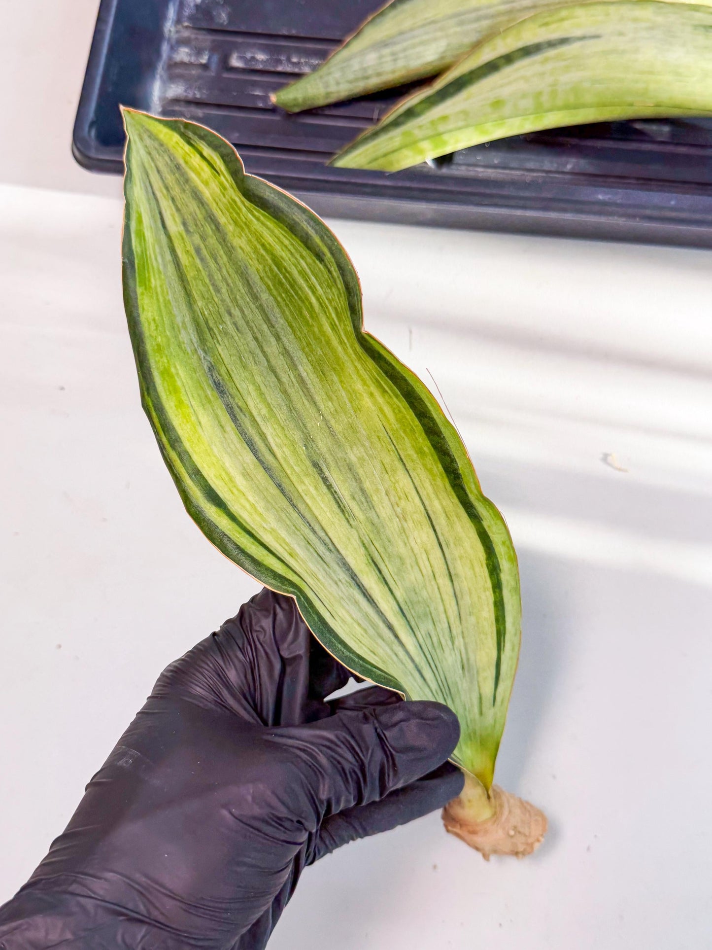 Sansevieria Masoniana Bruda (rr) (11) | Masoniana Var x Eliptica Var