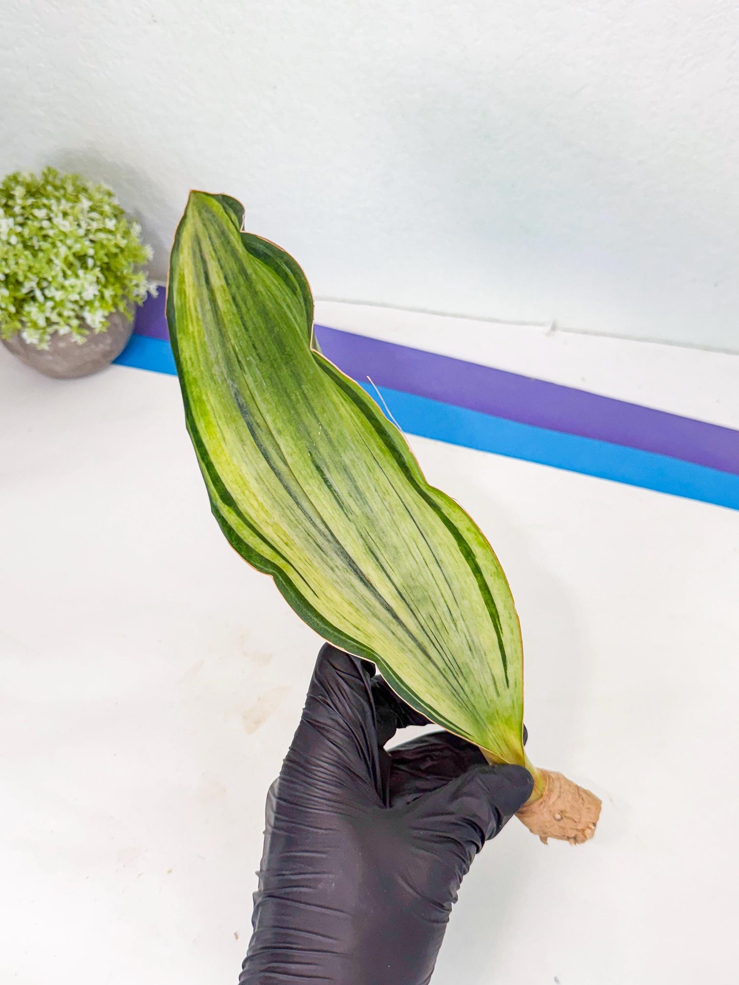 Sansevieria Masoniana Bruda (rr) (11) | Masoniana Var x Eliptica Var