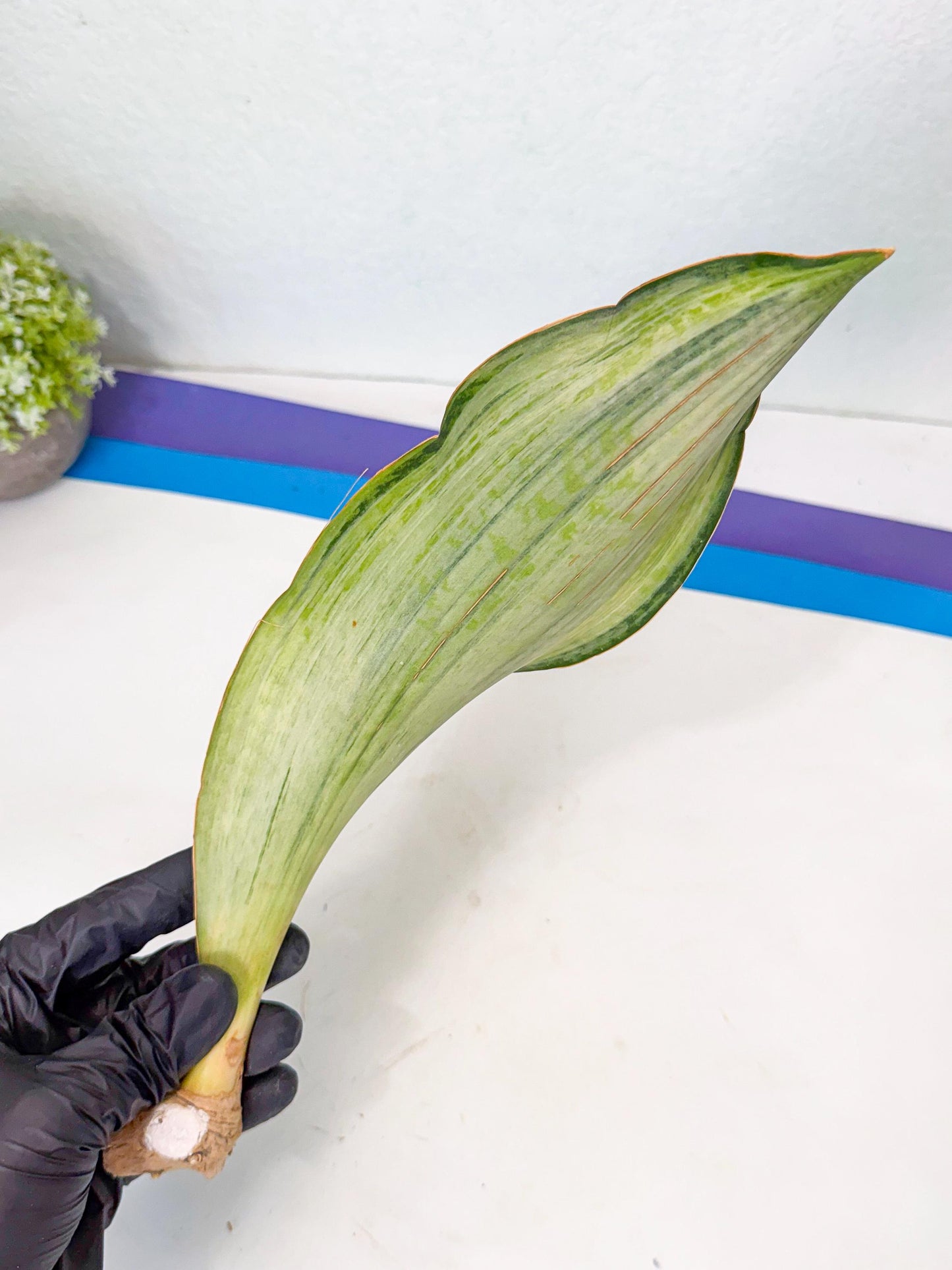 Sansevieria Masoniana Bruda (rr) (11) | Masoniana Var x Eliptica Var