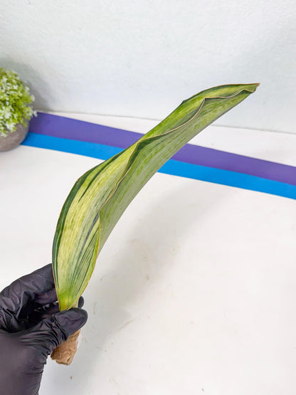 Sansevieria Masoniana Bruda (rr) (11) | Masoniana Var x Eliptica Var