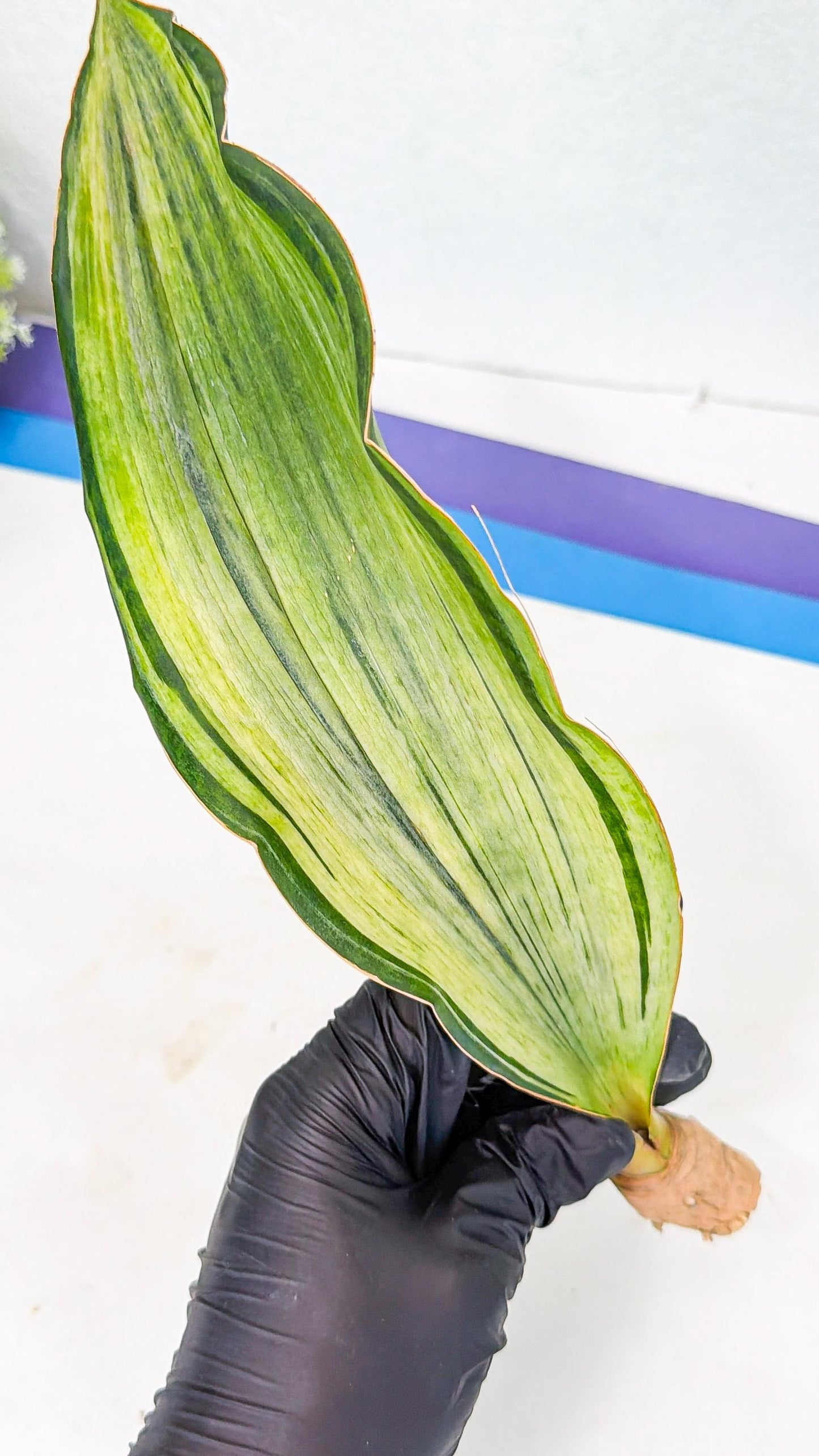 Sansevieria Masoniana Bruda (rr) (11) | Masoniana Var x Eliptica Var