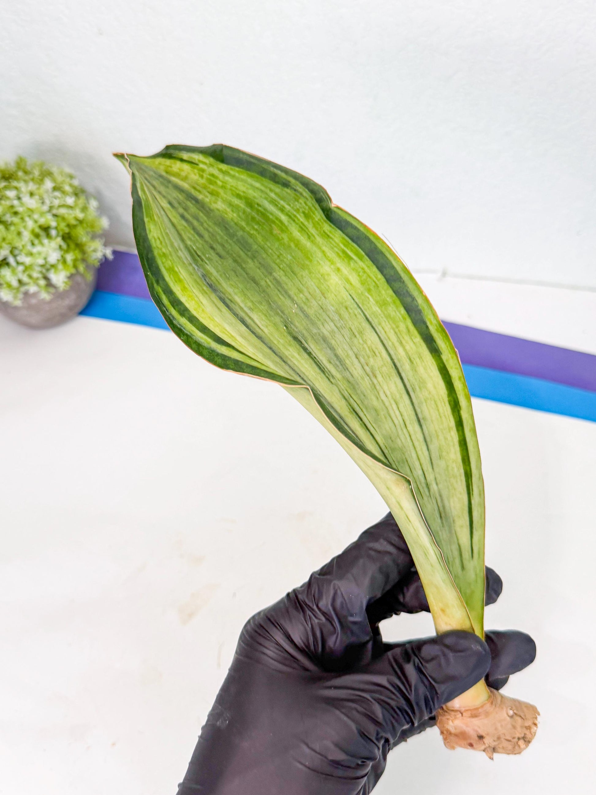 Sansevieria Masoniana Bruda (rr) (11) | Masoniana Var x Eliptica Var