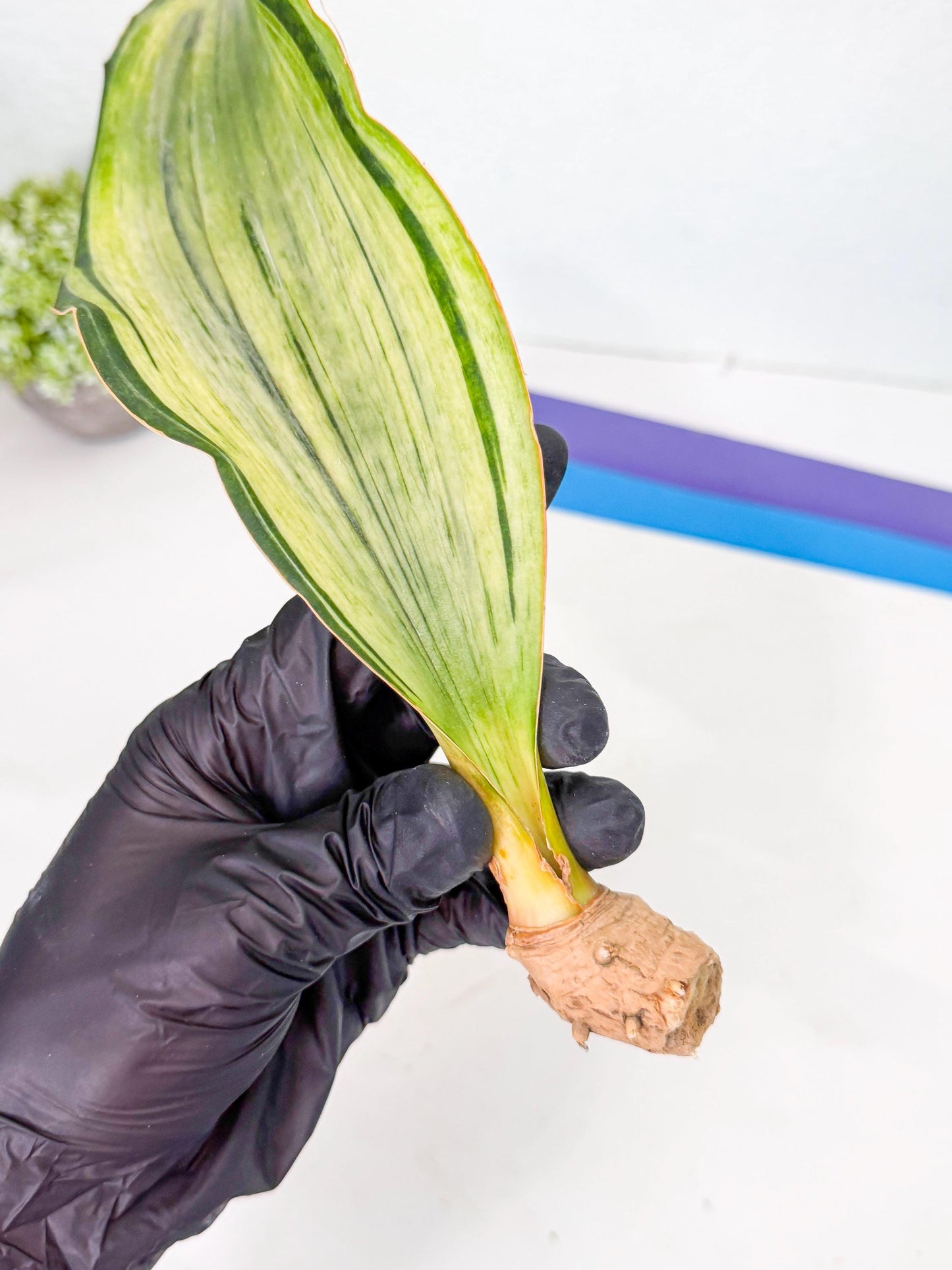 Sansevieria Masoniana Bruda (rr) (11) | Masoniana Var x Eliptica Var