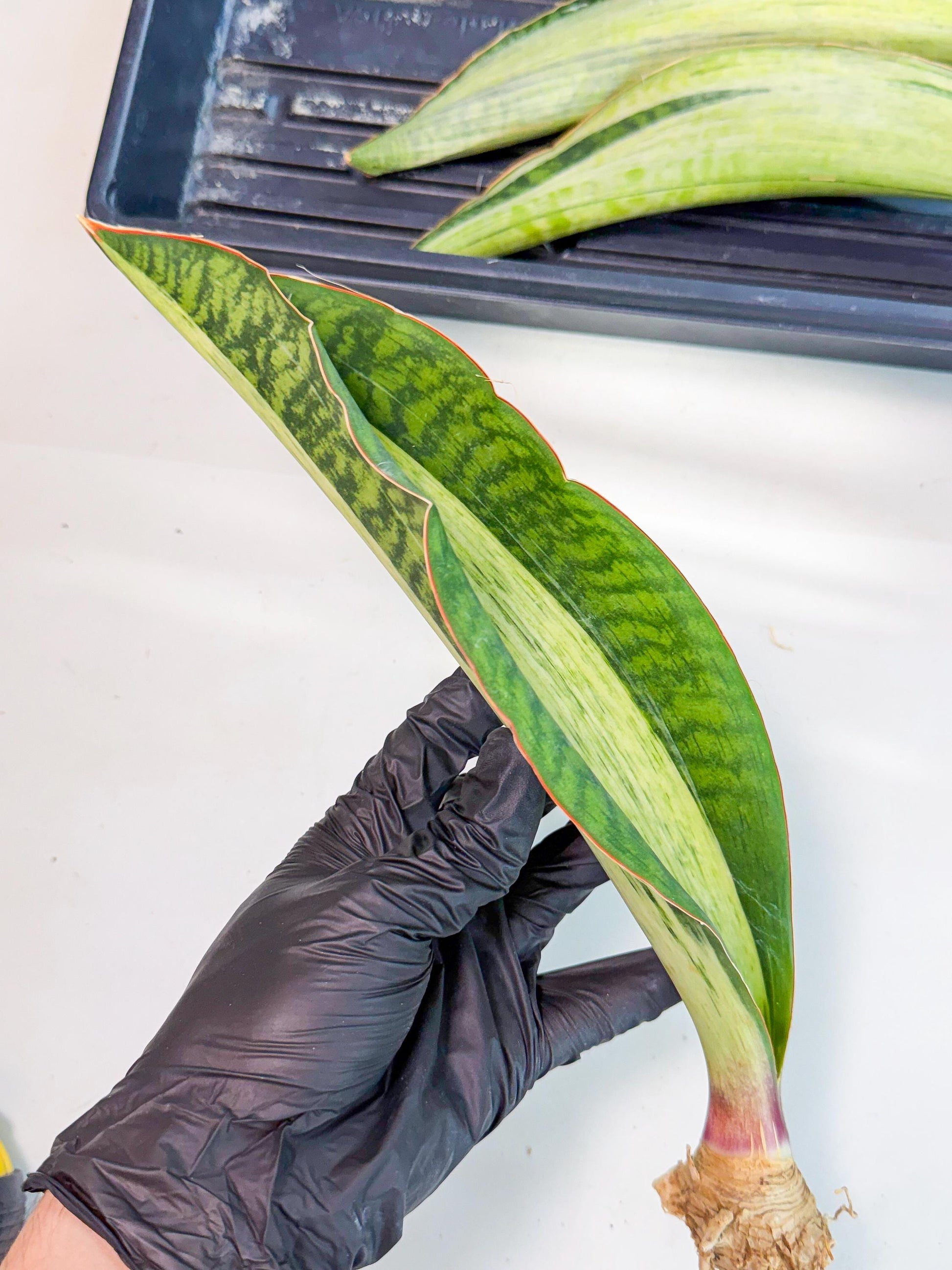 Sansevieria Masoniana Bruda (rr) (12) | Masoniana Var x Eliptica Var