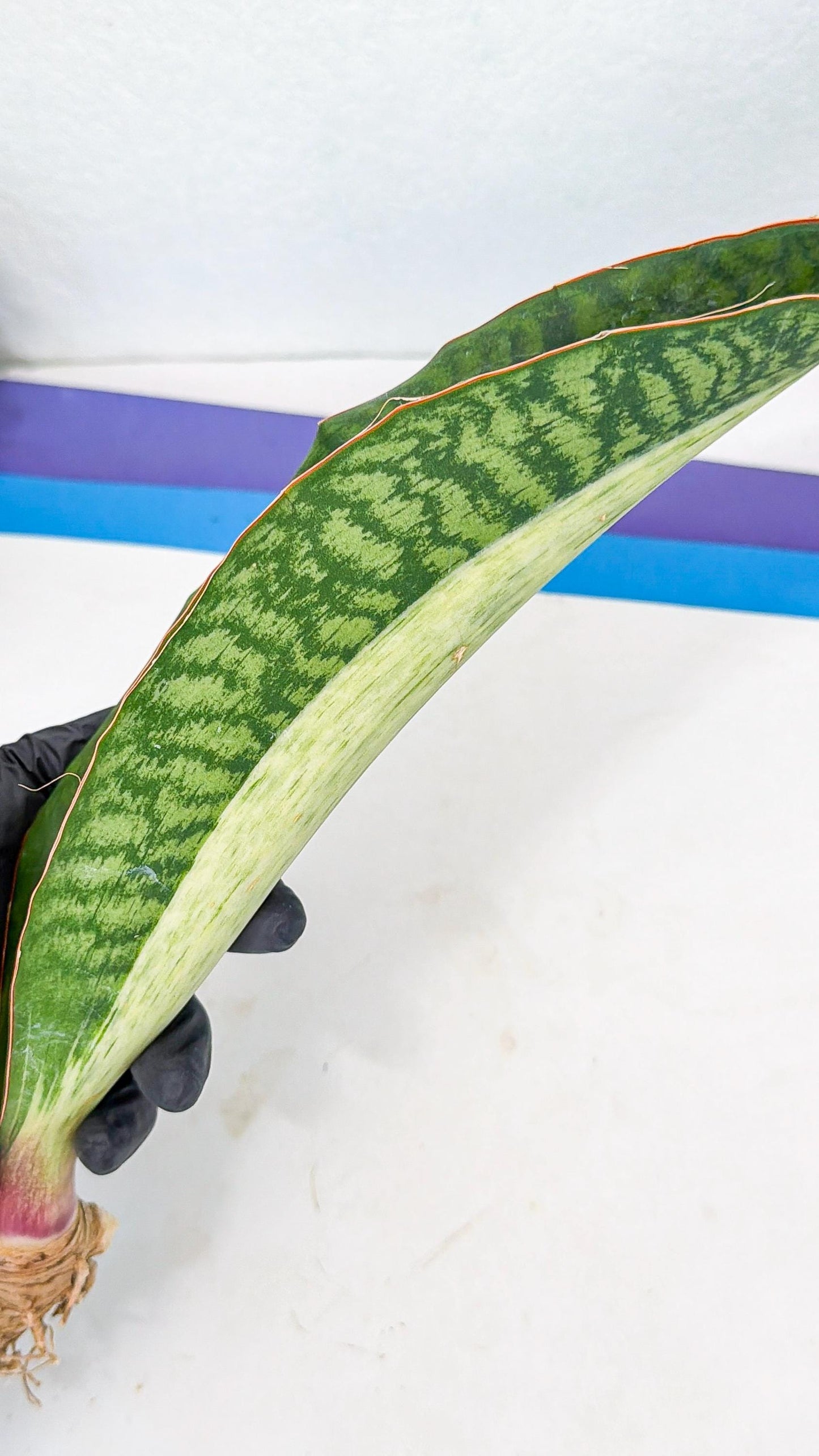 Sansevieria Masoniana Bruda (rr) (12) | Masoniana Var x Eliptica Var