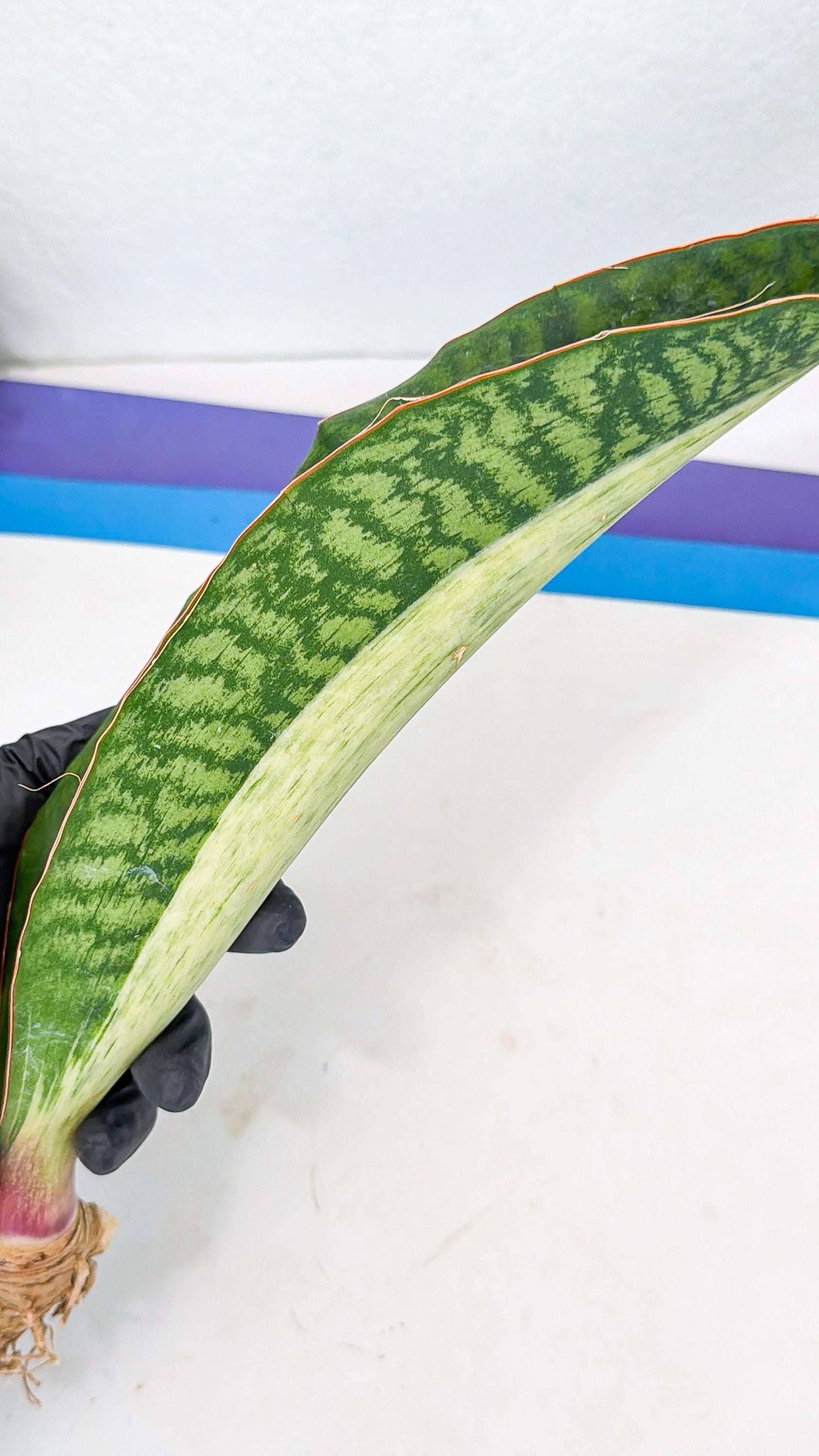 Sansevieria Masoniana Bruda (rr) (12) | Masoniana Var x Eliptica Var