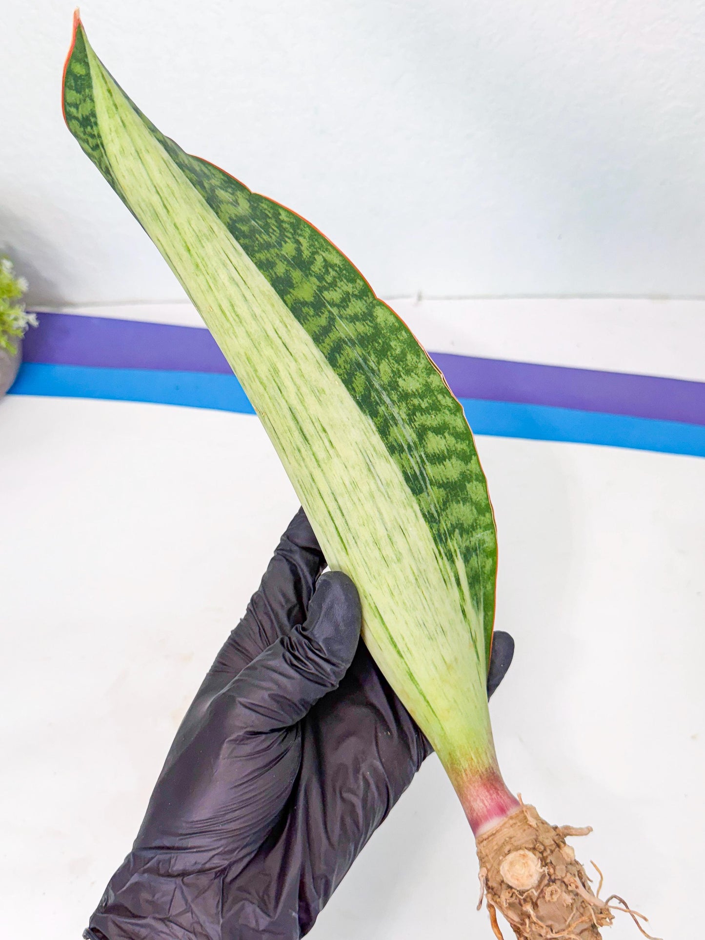 Sansevieria Masoniana Bruda (rr) (12) | Masoniana Var x Eliptica Var