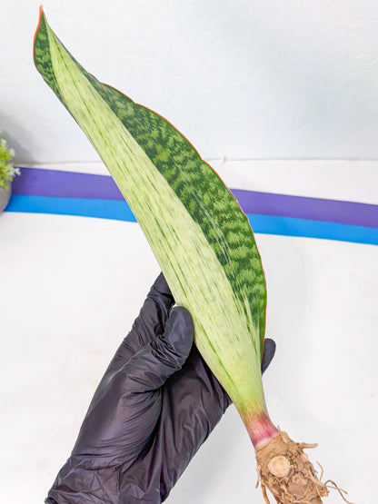 Sansevieria Masoniana Bruda (rr) (12) | Masoniana Var x Eliptica Var