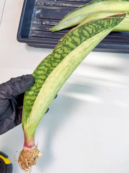 Sansevieria Masoniana Bruda (rr) (12) | Masoniana Var x Eliptica Var