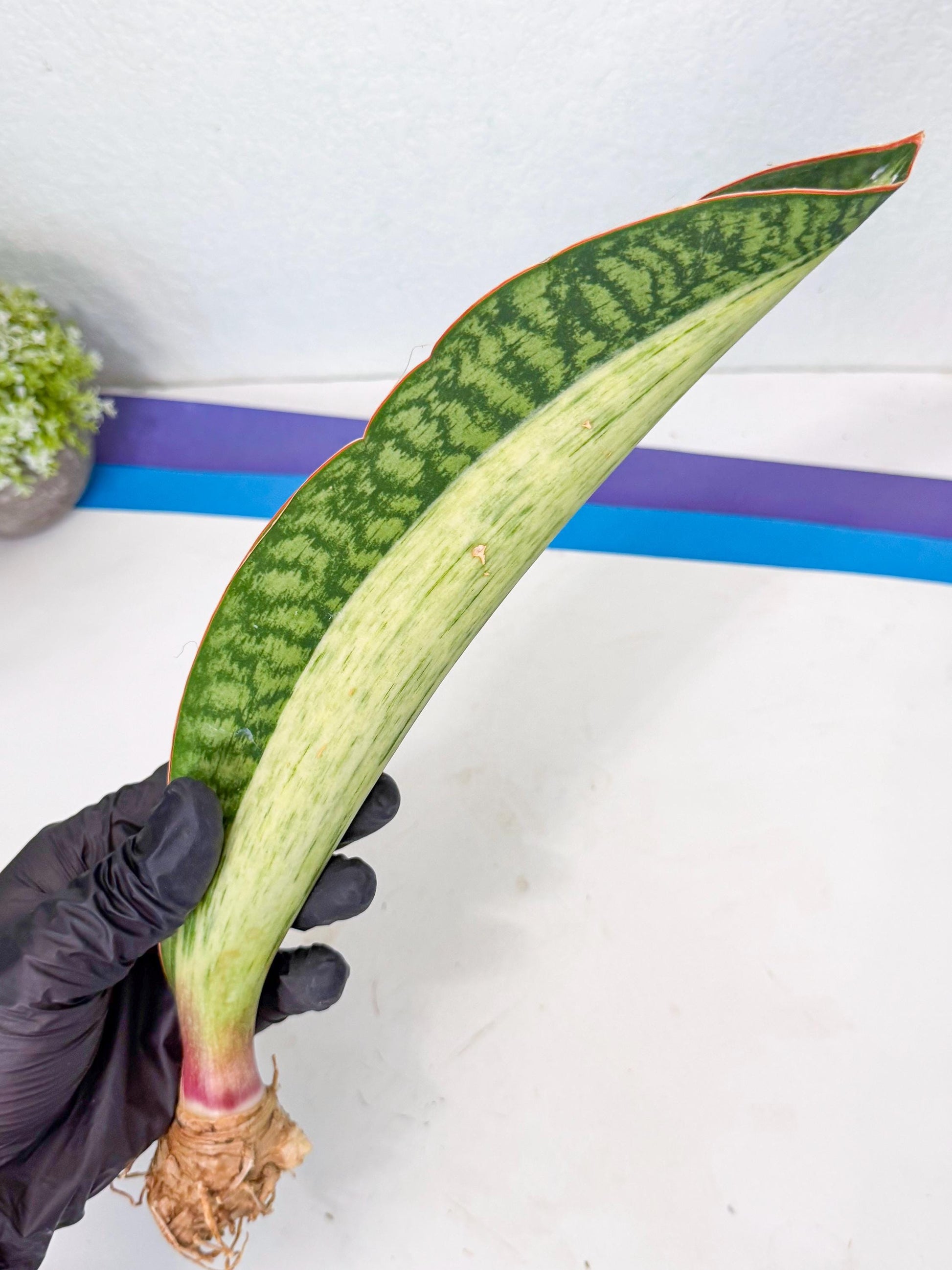 Sansevieria Masoniana Bruda (rr) (12) | Masoniana Var x Eliptica Var