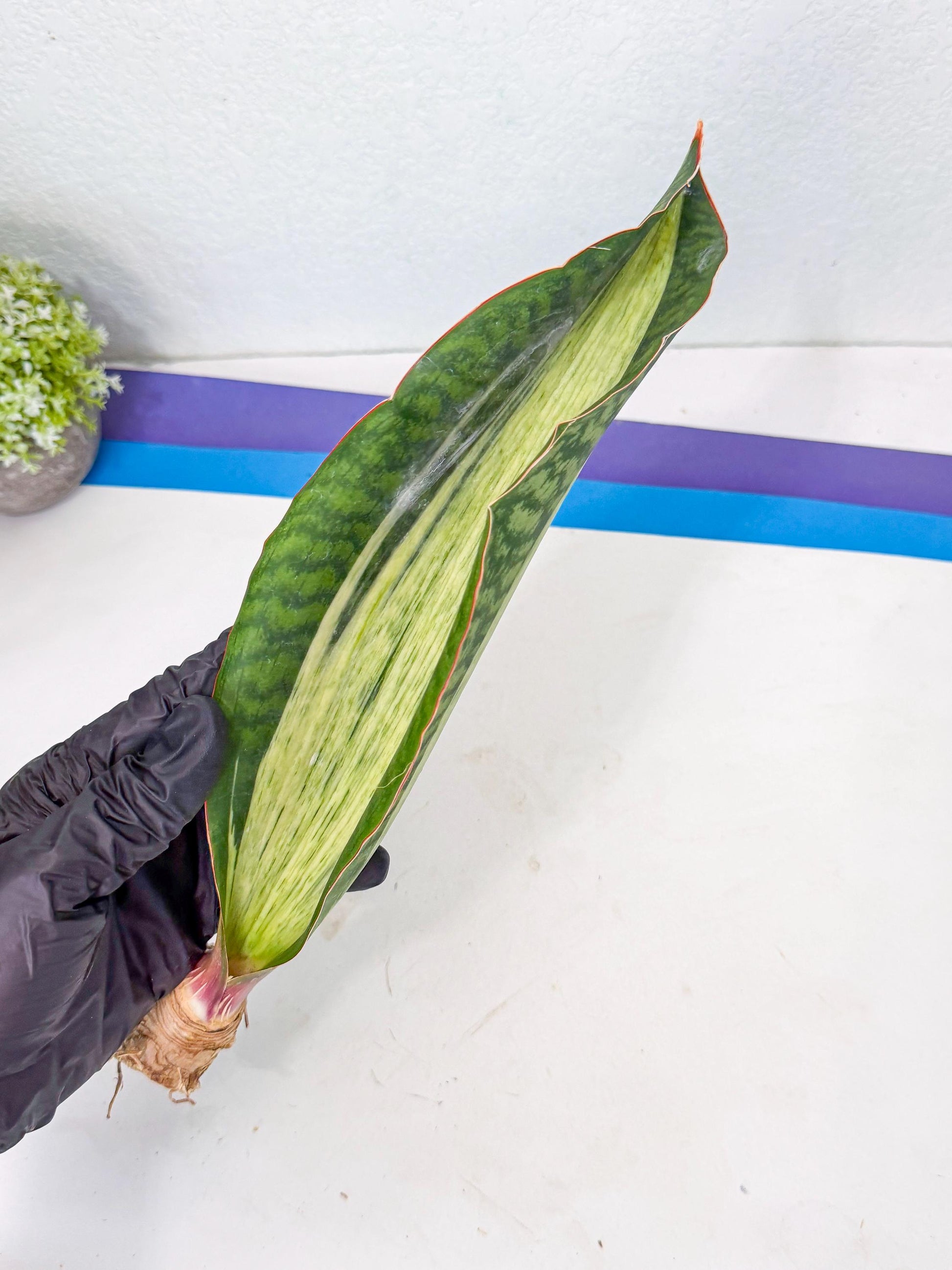 Sansevieria Masoniana Bruda (rr) (12) | Masoniana Var x Eliptica Var