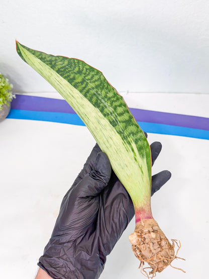 Sansevieria Masoniana Bruda (rr) (12) | Masoniana Var x Eliptica Var