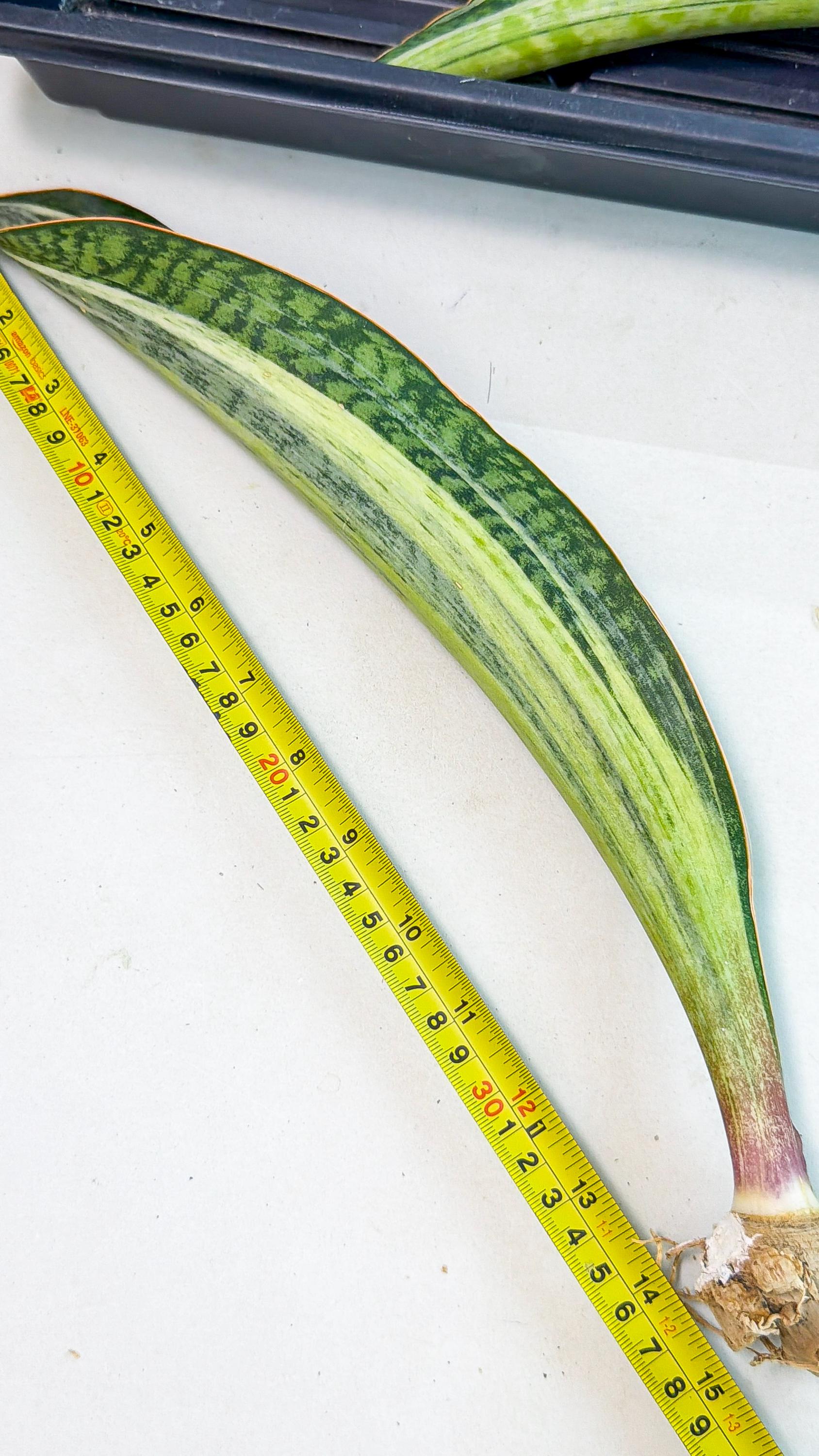 Sansevieria Masoniana Bruda (rr) (13) | Masoniana Var x Eliptica Var