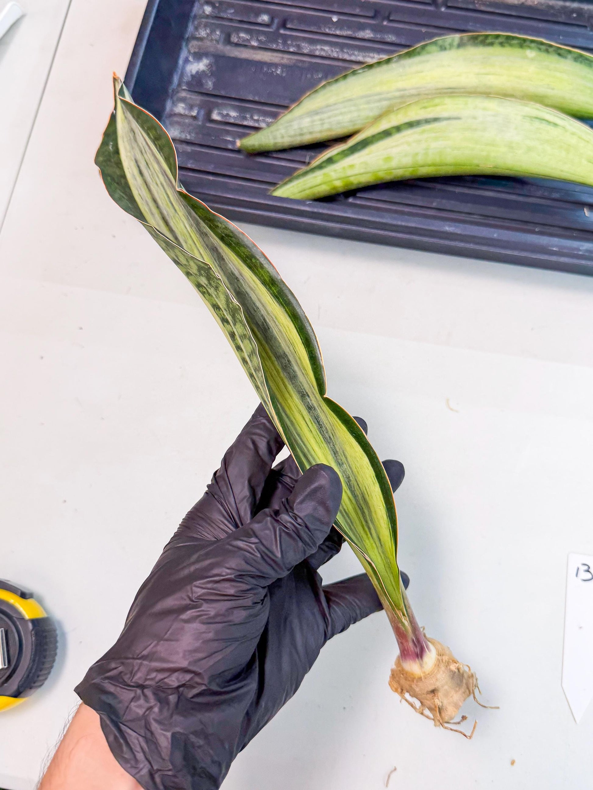 Sansevieria Masoniana Bruda (rr) (13) | Masoniana Var x Eliptica Var