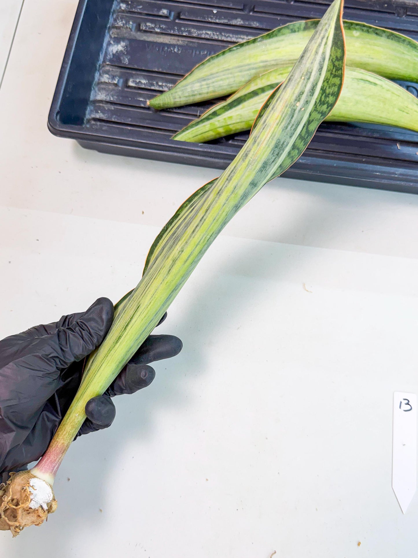 Sansevieria Masoniana Bruda (rr) (13) | Masoniana Var x Eliptica Var