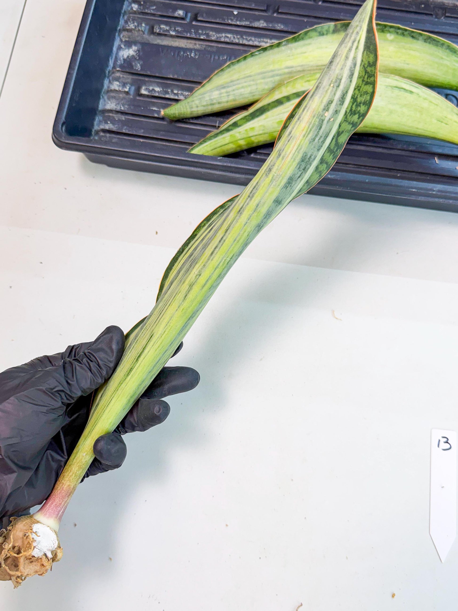 Sansevieria Masoniana Bruda (rr) (13) | Masoniana Var x Eliptica Var