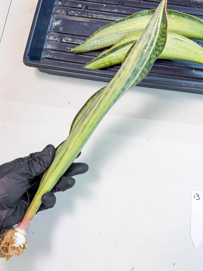 Sansevieria Masoniana Bruda (rr) (13) | Masoniana Var x Eliptica Var