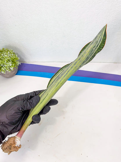 Sansevieria Masoniana Bruda (rr) (13) | Masoniana Var x Eliptica Var