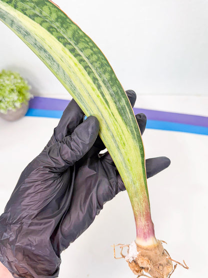 Sansevieria Masoniana Bruda (rr) (13) | Masoniana Var x Eliptica Var