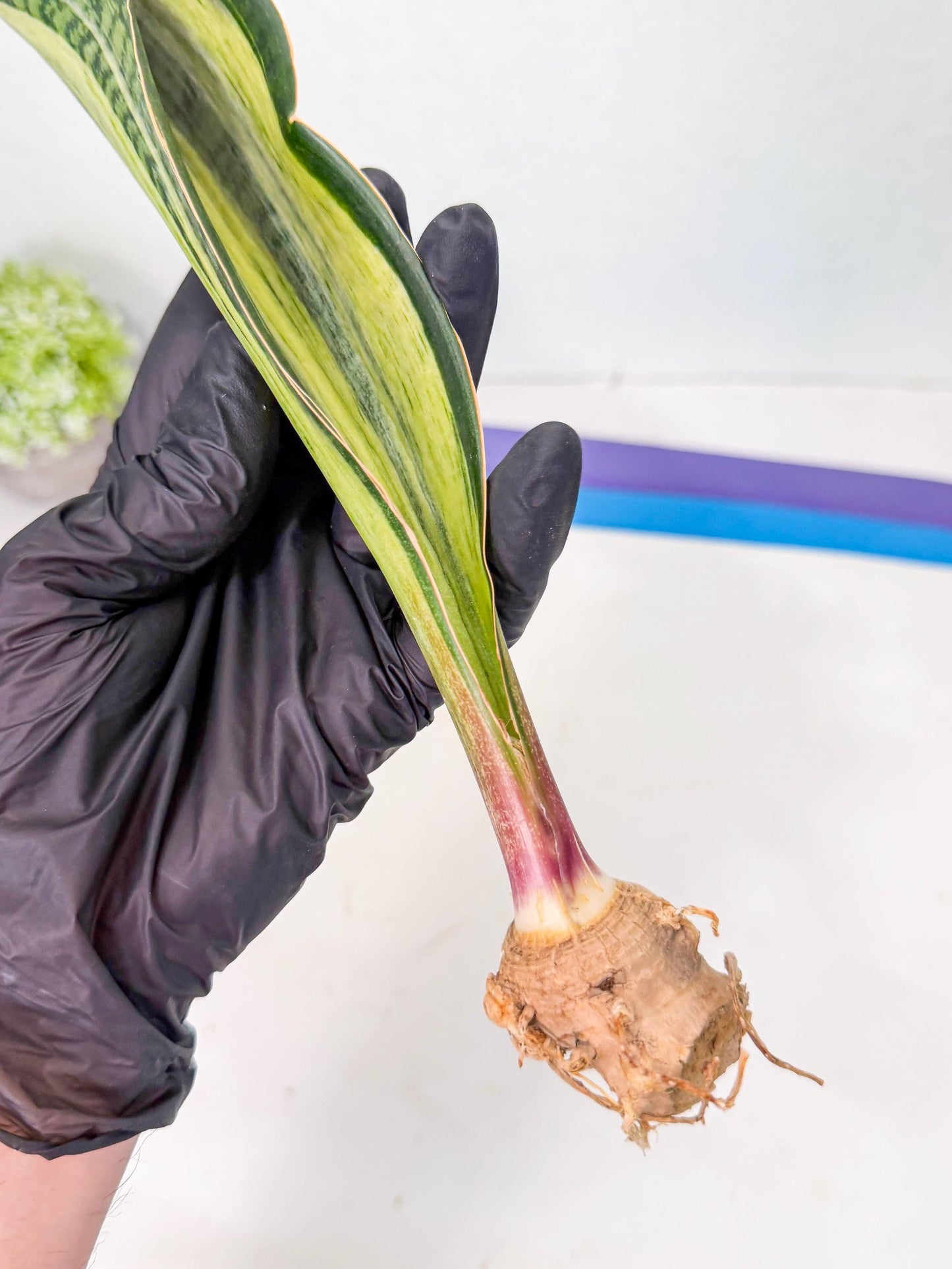 Sansevieria Masoniana Bruda (rr) (13) | Masoniana Var x Eliptica Var