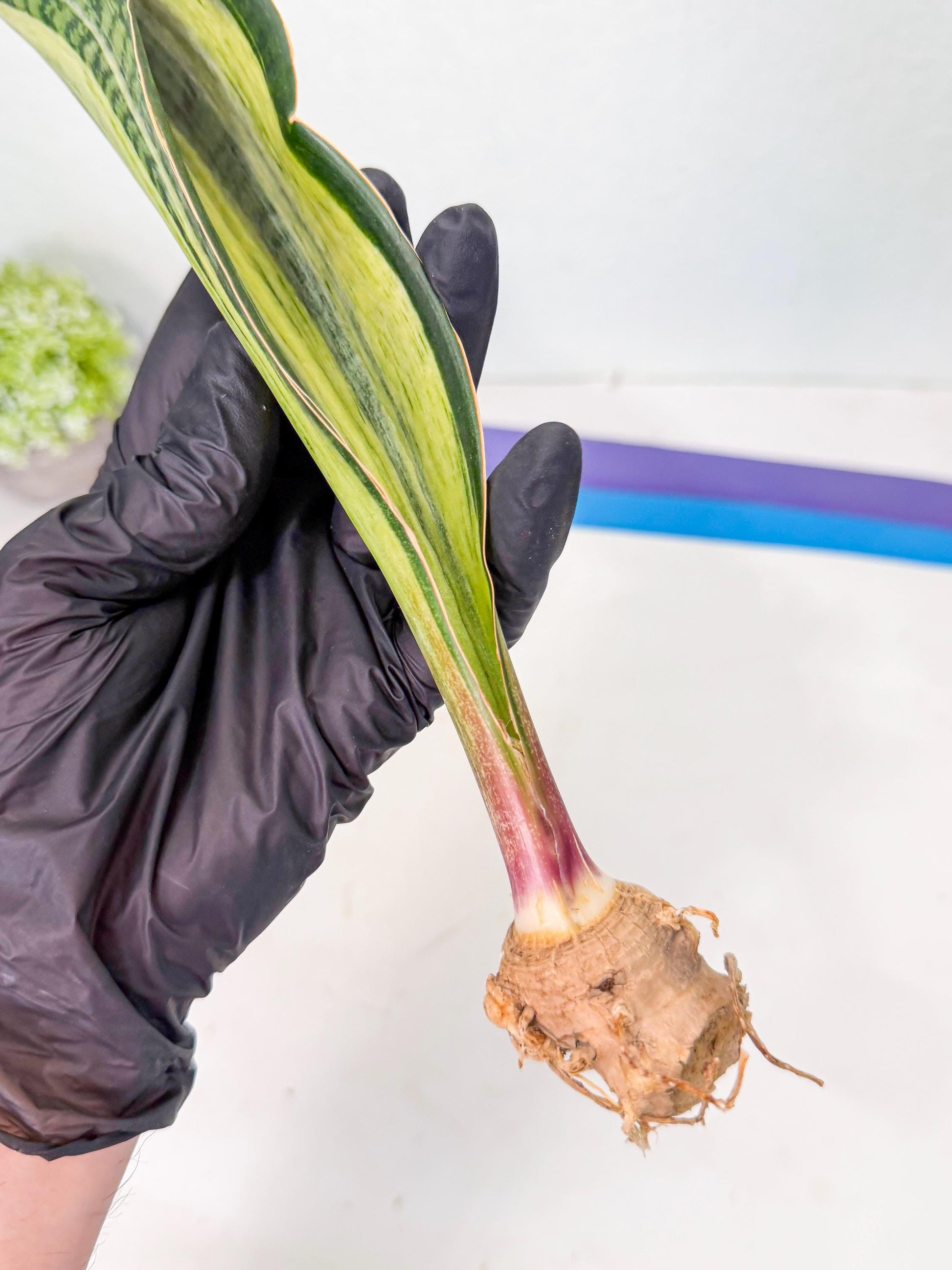 Sansevieria Masoniana Bruda (rr) (13) | Masoniana Var x Eliptica Var