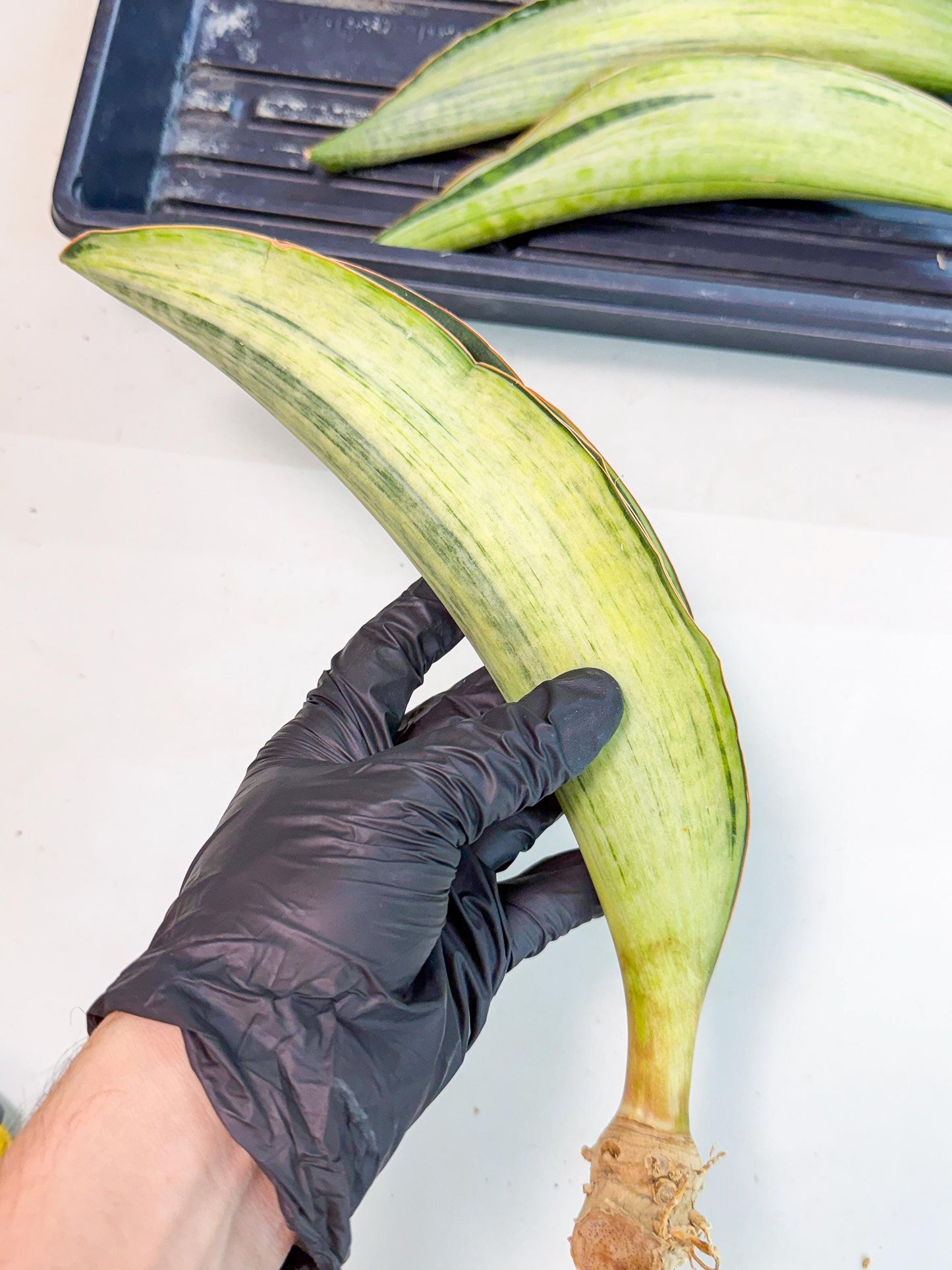Sansevieria Masoniana Bruda (rr) (14) | Masoniana Var x Eliptica Var