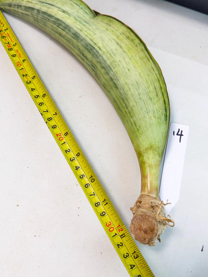 Sansevieria Masoniana Bruda (rr) (14) | Masoniana Var x Eliptica Var