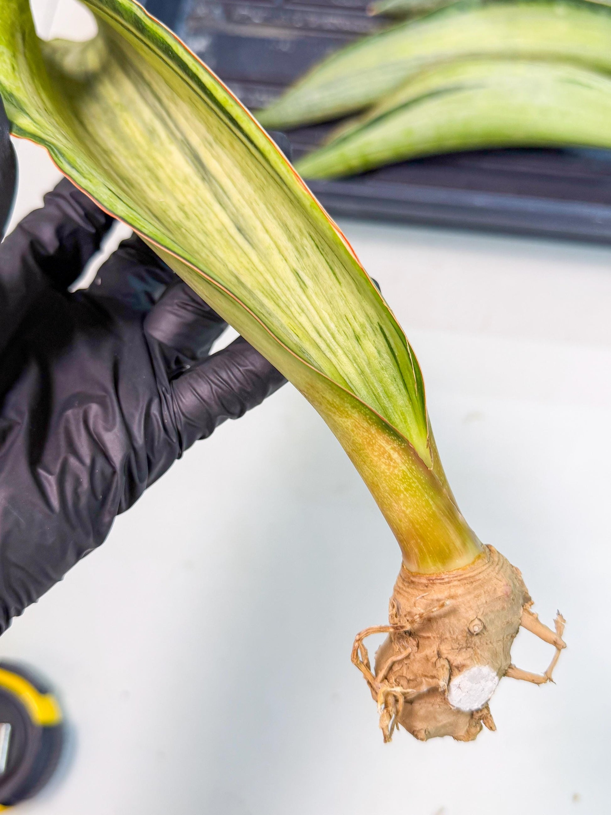 Sansevieria Masoniana Bruda (rr) (14) | Masoniana Var x Eliptica Var
