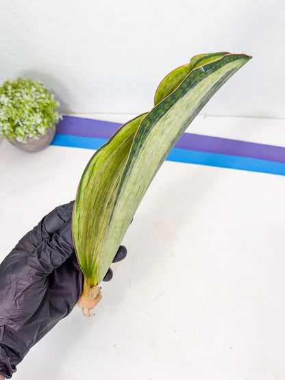 Sansevieria Masoniana Bruda (rr) (14) | Masoniana Var x Eliptica Var