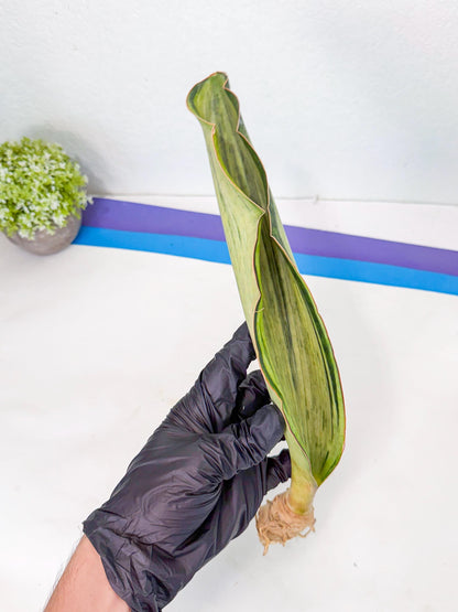 Sansevieria Masoniana Bruda (rr) (14) | Masoniana Var x Eliptica Var