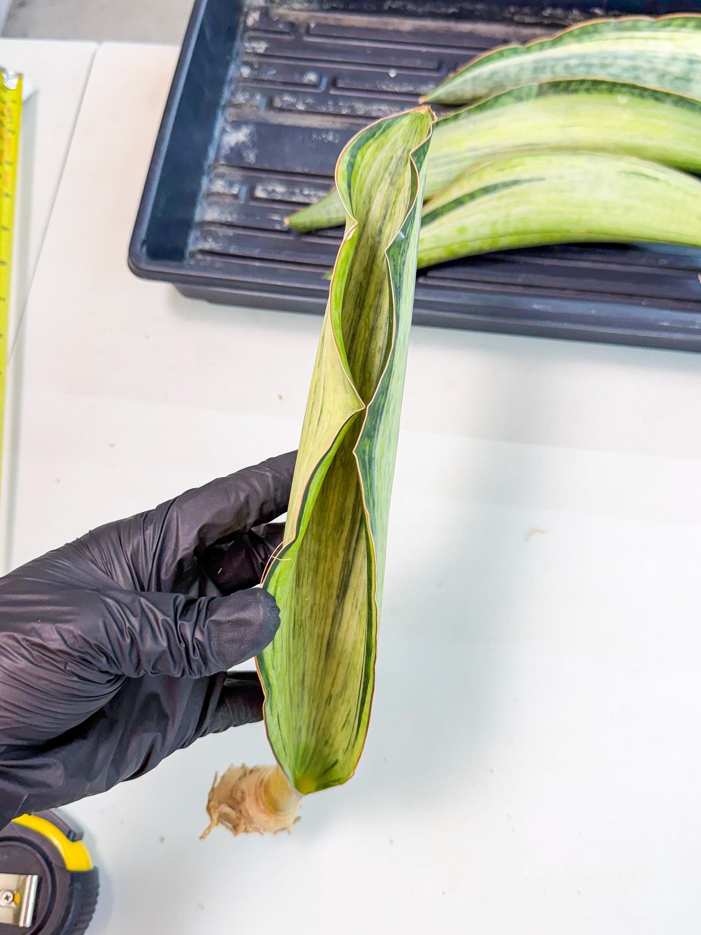 Sansevieria Masoniana Bruda (rr) (14) | Masoniana Var x Eliptica Var