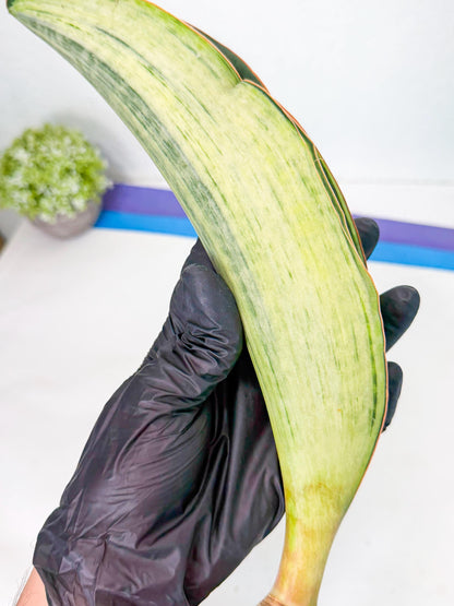 Sansevieria Masoniana Bruda (rr) (14) | Masoniana Var x Eliptica Var