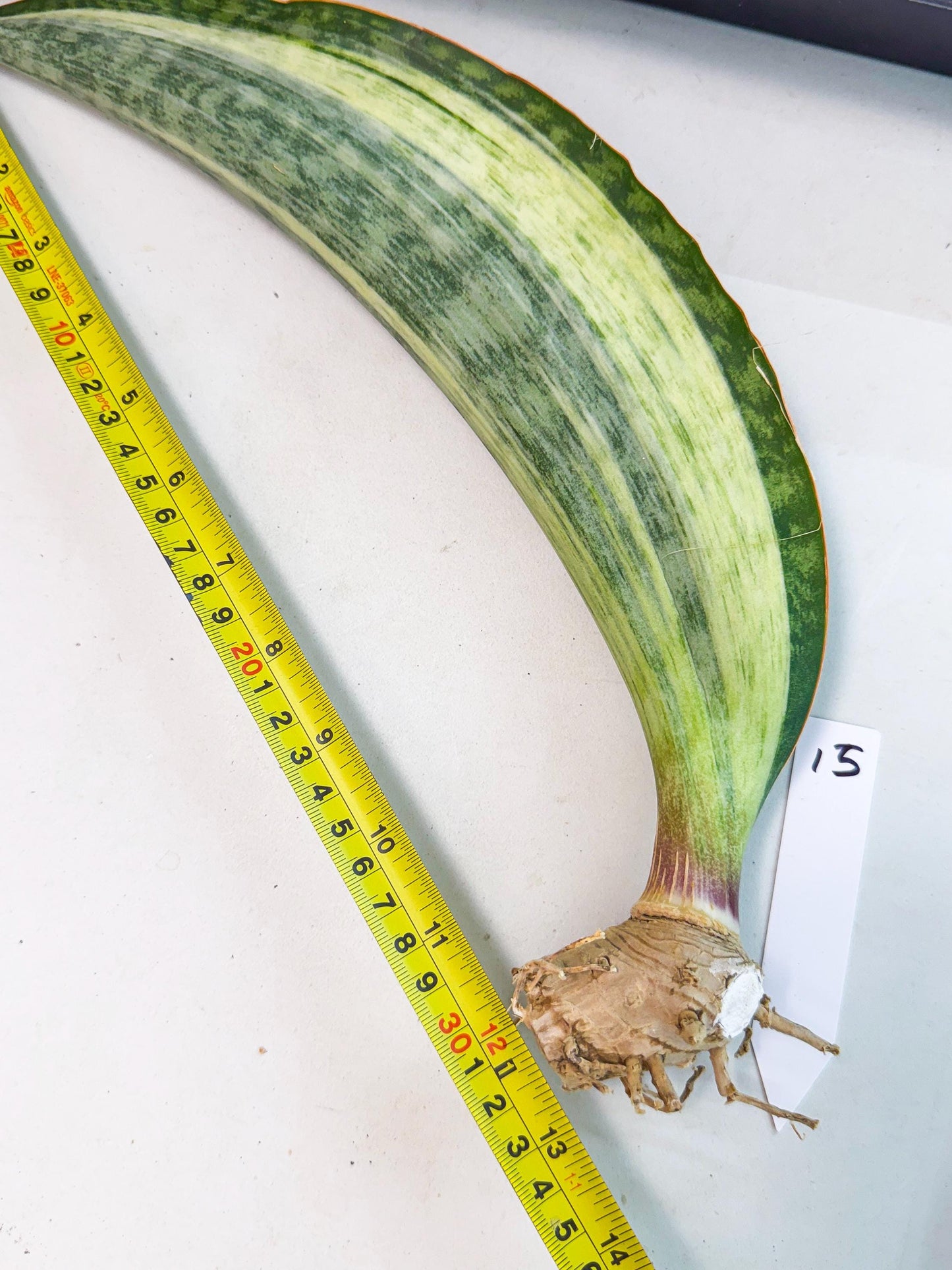 Sansevieria Masoniana Bruda (rr) (16) | Masoniana Var x Eliptica Var
