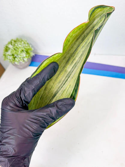Sansevieria Masoniana Bruda (rr) (14) | Masoniana Var x Eliptica Var